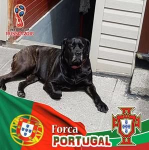 Meet your Posher, Leo